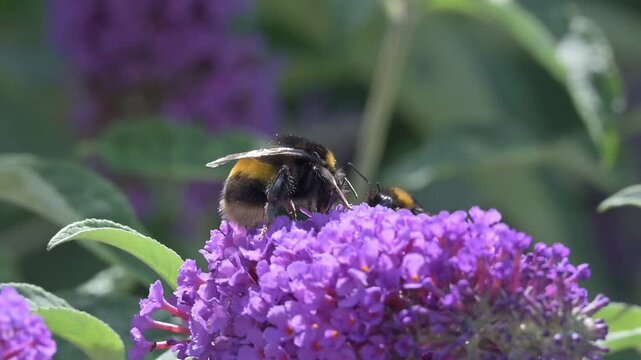 White Tailed Bumblebees (Bombus lucorum) feeding on Buddleia, one flying away and expelling a jet of excess liquid. July, Kent, UK [Slow motion x10]