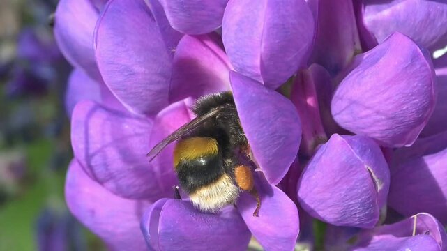 White Tailed Bumblebee (Bombus lucorum) brushing its hair with its legs after emerging from a flower, then flying away. July, Kent, UK [Slow motion x10]