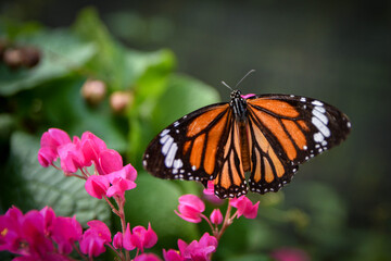 Obraz premium Orange and Black Butterfly on Pink Flowers in Tropical Garden