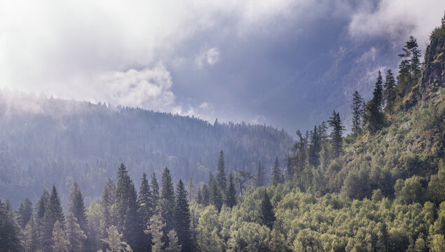 Fog and clouds in a mountain gorge, forest on the slopes, wild place, summer travel