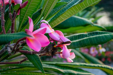 Pink plumeria flowers blooming among lush green leaves showing tropical beauty fragrant blossoms ornamental gardening fresh natural flora peaceful garden © NongEngEng