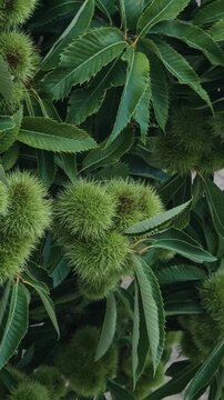 Unripe sweet chestnuts in spiky green shells hanging on a tree branch with lush leaves. Seasonal view of castanea sativa cultivation before the autumn harvest in a forest or garden