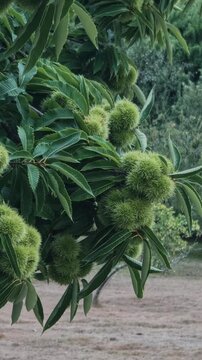 Unripe sweet chestnuts in their spiny green burrs hanging from a leafy tree branch and swaying gently in a light summer breeze, with a blurred natural background of fields and woods