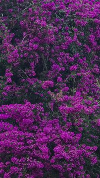 Dense bushes of beautiful purple bougainvillea flowers are blooming in a lush, green garden, creating a vibrant and colorful natural background of floral textures and patterns