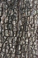 Fototapeta premium Close-up of rough tamarind tree bark texture pattern