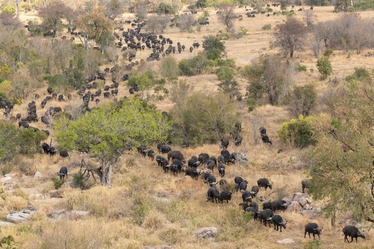 Buffalo herd