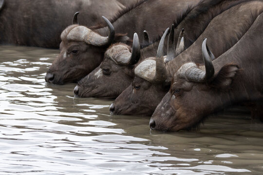 Buffalos in water