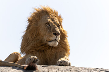 Majestic male lion resting on a rocky outcrop in the Serengeti savanna, Tanzania. Powerful African predator in its natural habitat, captured during a wildlife safari. © stock
