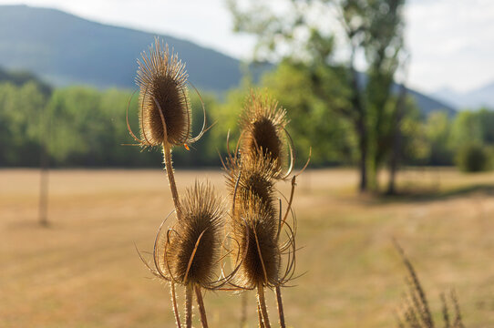 Dried wild teasel (Dipsacus fullonum) seed heads in a field backlit by sunset light.