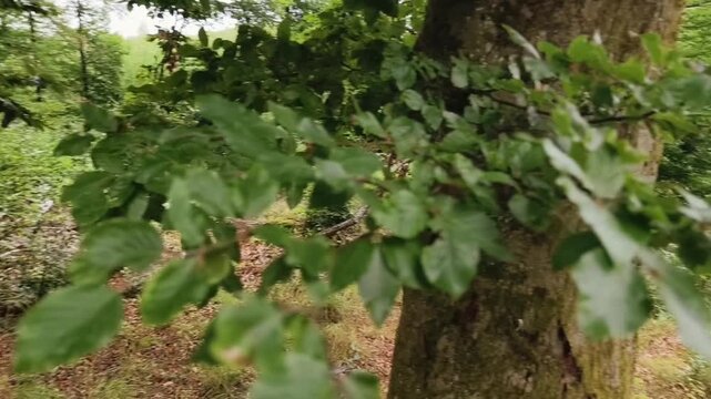 Atmosph&auml;rischer Speedramp Kameraschwenk zeigt bepacktes Trekkingbike auf Waldweg. Danach gr&uuml;ne Zweige einer Buche und Wald im unscharfen Hintergrund. Bew&ouml;lkter Sommertag.