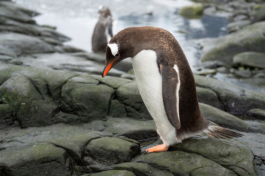 Antarctica, Gentoo (Papoo ) penguin  at the Jougla Point on Wiencke Island.