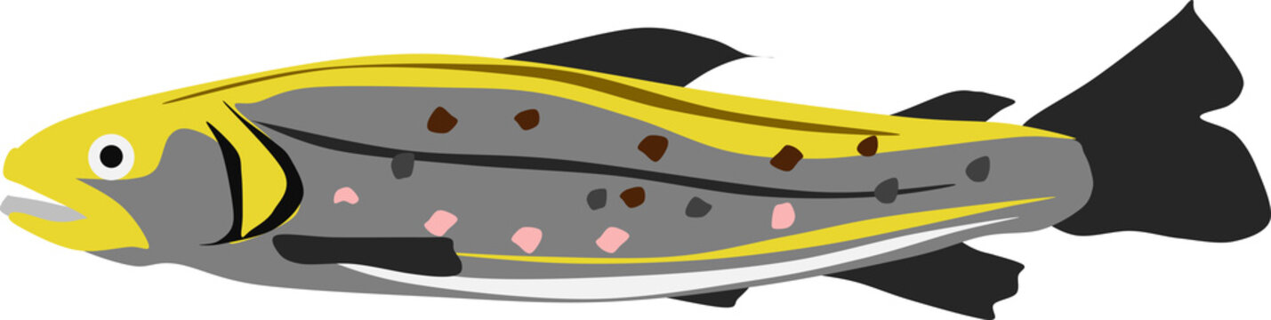 ブラウントラウトのイラスト