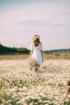 Chamomile field wanderer wearing Matricaria chamomilla wreath carries a fresh bouquet during a sunny day