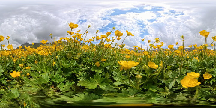 Buttercups meadow panoramic vibrant yellow flowers covering alpine landscape beneath dramatic cloudy sky