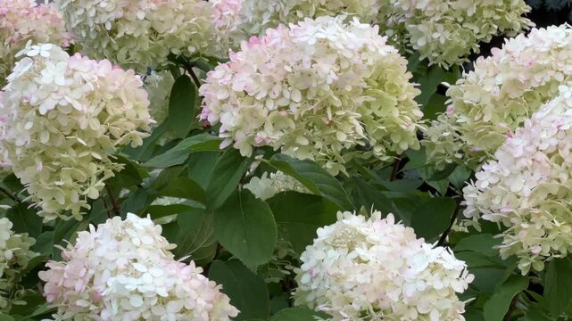 'Limelight' panicle hydrangea: a hydrangea with large white-and-green flowers that transition to pink in the summer