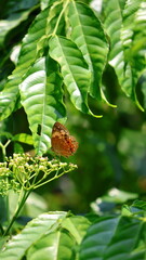 Orange spotted butterfly rests on tiny blossoms with green copy space © Utkarsh