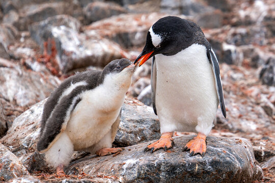 Antarctica, Gentoo (Papoo ) penguin mother feeds her chick  at the Jougla Point on Wiencke Island.
