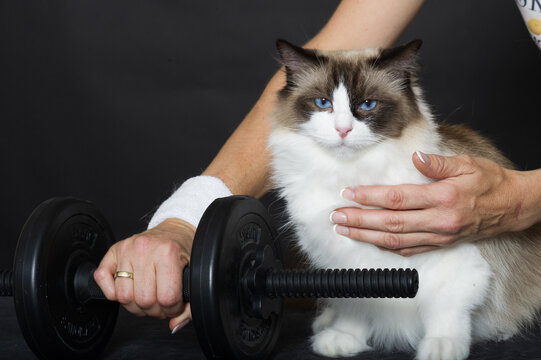 Anh&auml;ngliche Ragdoll Katze m&ouml;chte beim Sport dabei sein