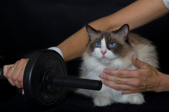Hantel Training mit einer anh&auml;nglichen Ragdoll Katze