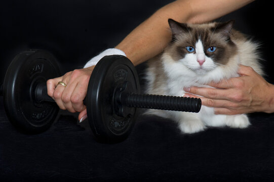 Anh&auml;ngliche Ragdoll Katze m&ouml;chte beim Hantel Training dabei sein