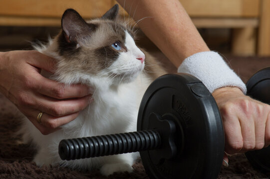 Anh&auml;ngliche Ragdoll Katze m&ouml;chte beim Hanteltraining dabei sein