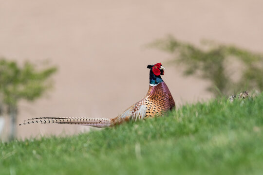 Male Common Pheasant Standing in Grass with Soft Blurred Background, Norfolk, UK