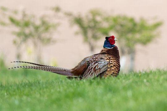 Male Common Pheasant Puffed Up with Soft Blurred Background, Norfolk, UK