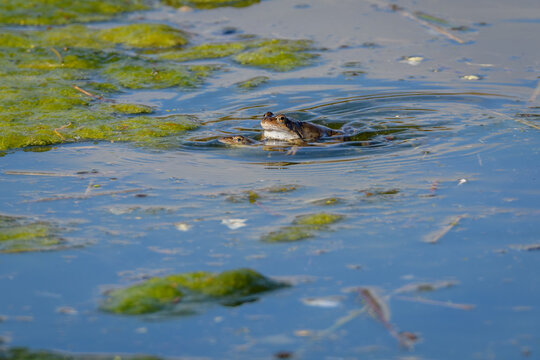 Pair of Common Frogs in Amplexus Mating in Pond, Norfolk, UK
