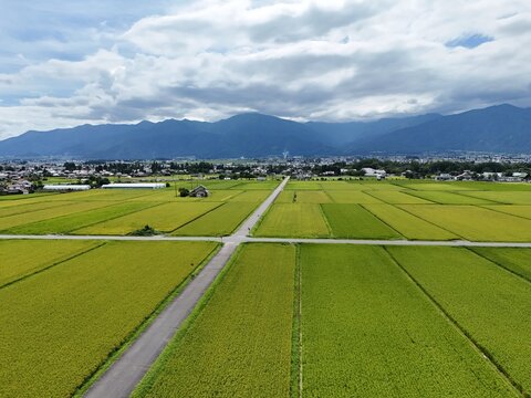 Vibrant rice fields stretch beneath a vast, cloudy sky. Mountains loom in the distance, framing the tranquil scene. Narrow path divides the lush green patches of crops