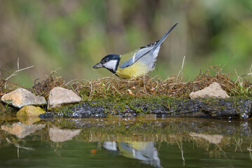 Great Tit near Water Holding a Seed in Its Beak, Norfolk, UK © Stephen Mace
