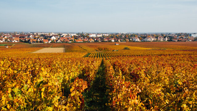 Paysage des vignes de C&ocirc;te-D'Or et de la ville de Beaune au fond. Campagne de Beaune et ses vignobles.