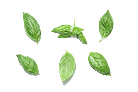 fesleğen fresh basil leaves on white background