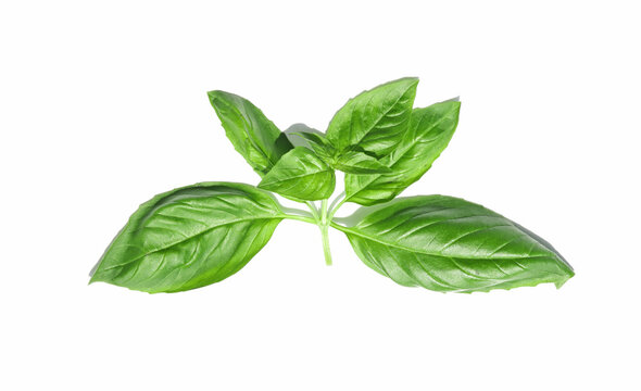 fesleğen fresh basil leaves on white background