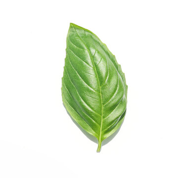 fesleğen fresh basil leave on white background