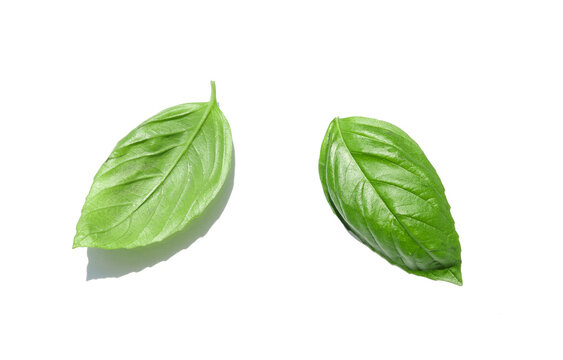 fesleğen fresh basil leaves on white background