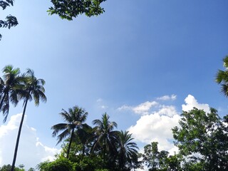 palm trees against blue sky © ArafatHossain