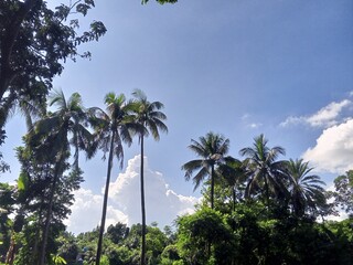 palm trees and blue sky © ArafatHossain