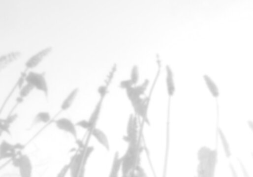 Natural light casts shadows from the field grass on a white background. Mockup.