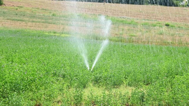 rotary sprinkler irrigating green field during hot summer day