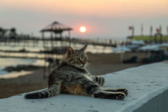 Cute stray tabby cat relaxing on a seaside promenade wall against a warm setting sun in Turkey. Peaceful evening atmosphere, Mediterranean coastal resort landscape, and travel vibe.