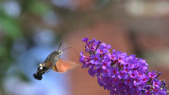 Hummingbird Hawk Moth (Macroglossum stellatarum) hovering and feeding on Buddleia flowers in a garden. July, Kent, UK [Slow motion x10]