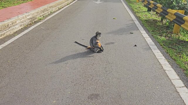 Dusky leaf monkey sitting on a roadside while eating fruit. Long-tailed primate pauses on the pavement in a natural outdoor setting, creating an unusual wildlife behavior video.