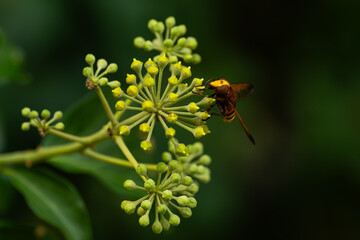 bee on yellow flower © Catello