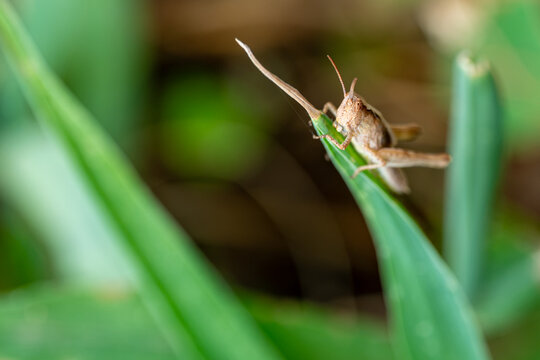 grasshopper on the grass