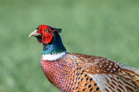 Close-Up Portrait of Male Cock Ring-Necked Pheasant, Norfolk, UK