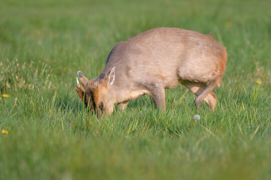 Reeves's Muntjac Deer Grazing on Green Farmland, Norfolk, UK