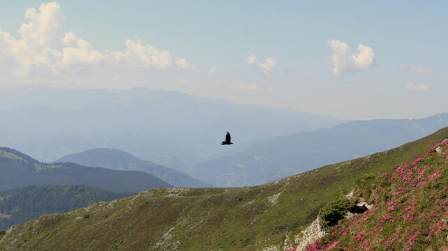 Raven flying above hills