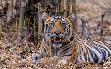 Fototapeta premium Tigress (Panthera tigris) in the forest of bandhavgarh tiger reserve.
