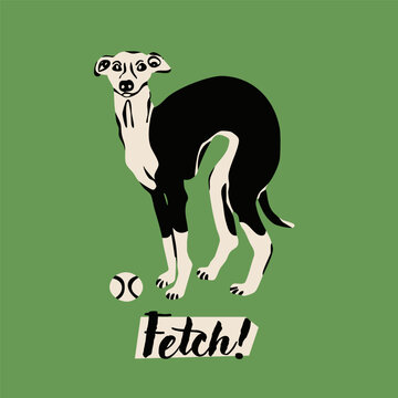 Whippet dog standing near tennis ball. Green background. Hand drawn trendy Vector illustration. Pet care, animal graphic clipart, canine concept. Sticker, logo, print template. Isolated element