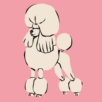Poodle dog standing and posing. Pink background. Hand drawn trendy Vector illustration. Pet care, animal graphic clipart, canine concept. Sticker, logo, print template. Isolated element